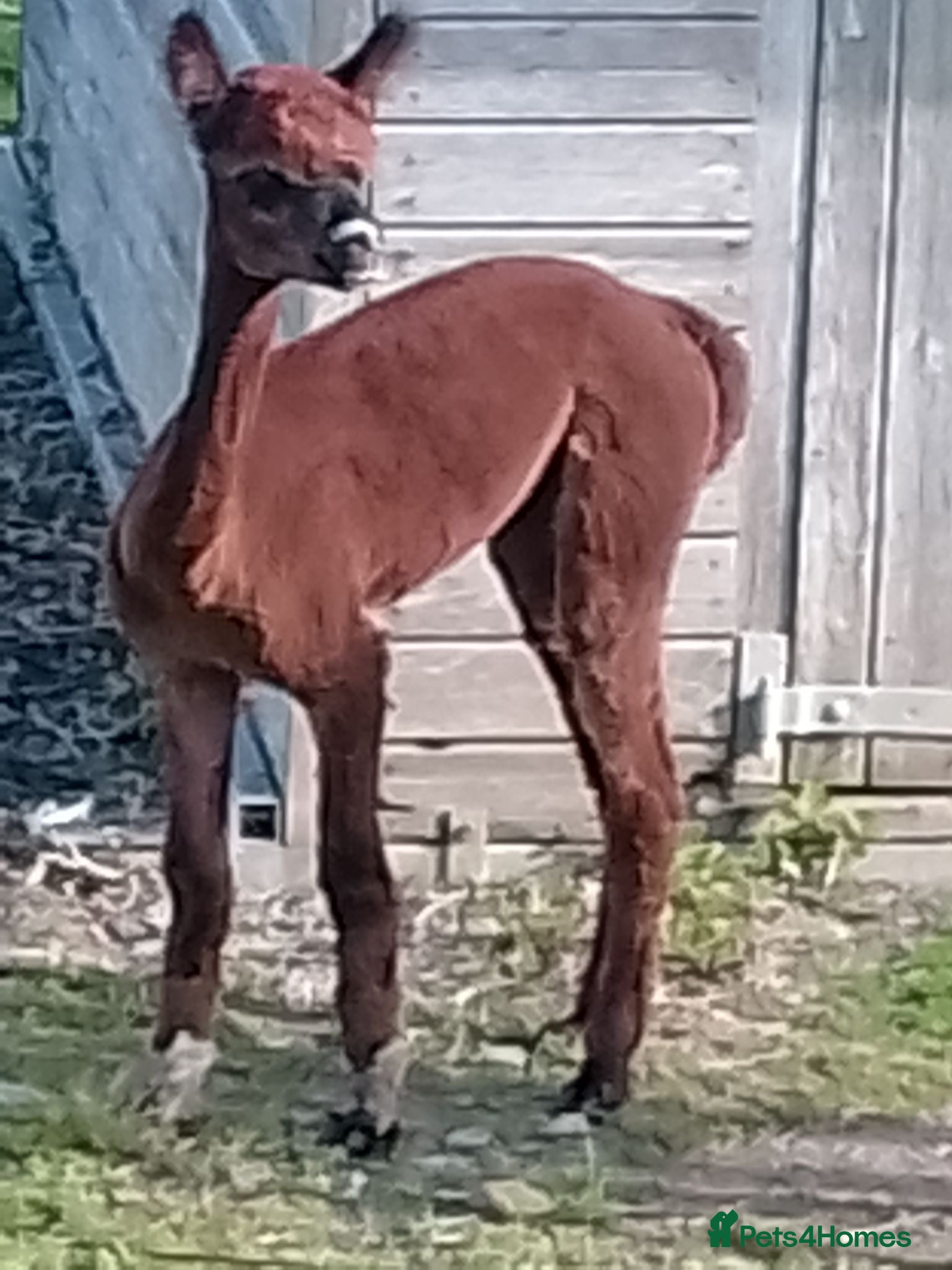 Alpaca livestock male alpaca cria - Advert 7