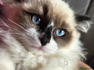 Ragdoll cats - Advert 12