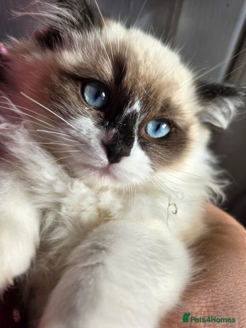 Ragdoll cats - Advert 11