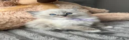 Ragdoll cats for sale: Registered Ragdoll Kittens for sale - Advert 26