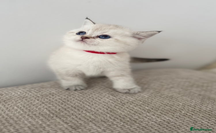 British Shorthair cats - Advert 16