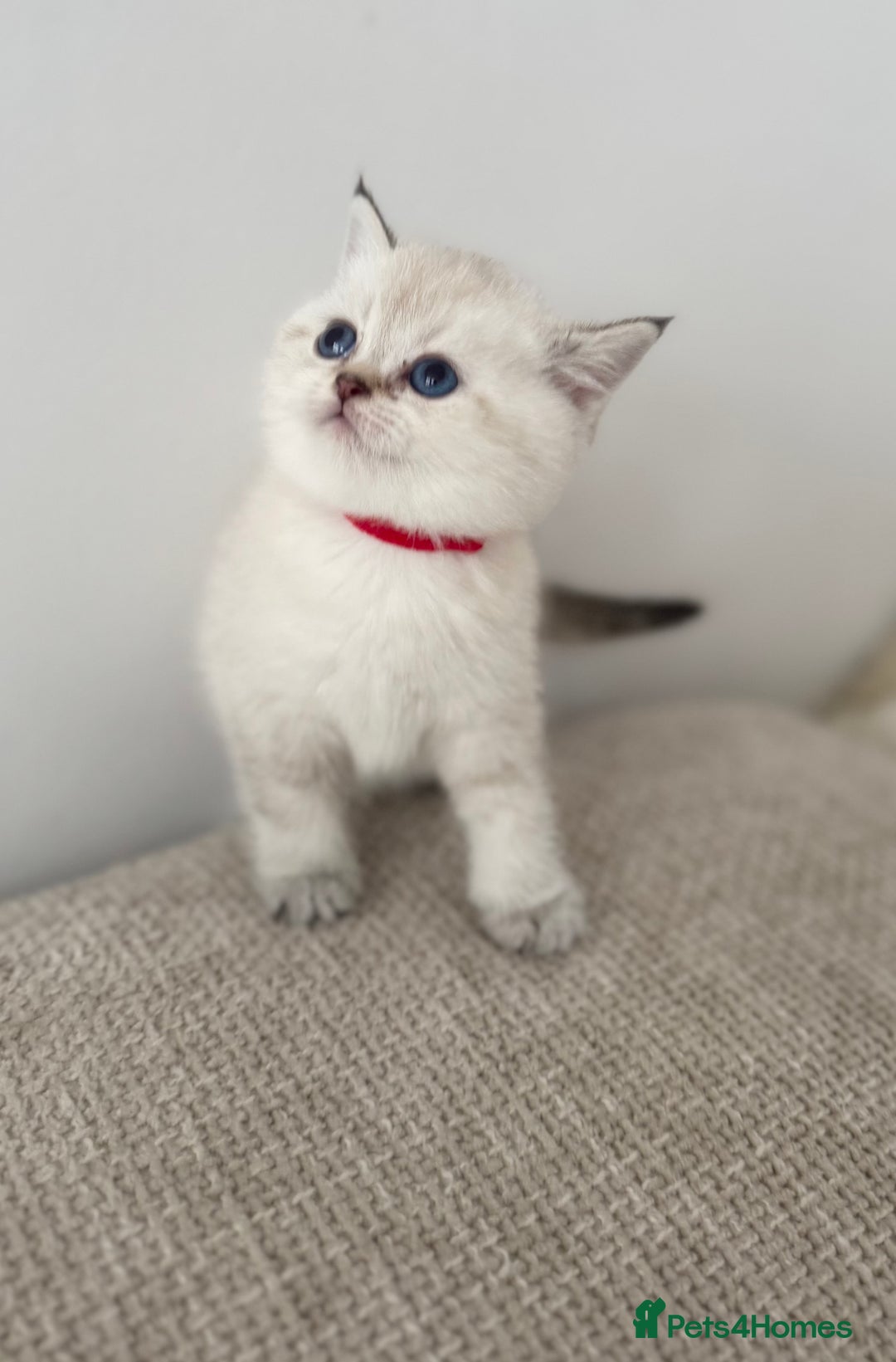 Golden British Shorthair Kittens for sale Pets4Homes