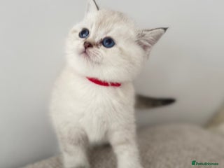 British Shorthair cats - Advert 20