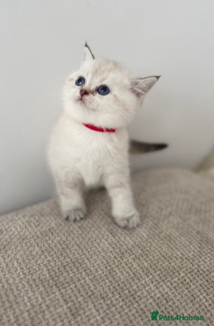 British Shorthair cats - Advert 16