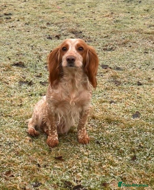 Cocker Spaniel dogs Quality working Cocker Soaniel puppies - Advert 1