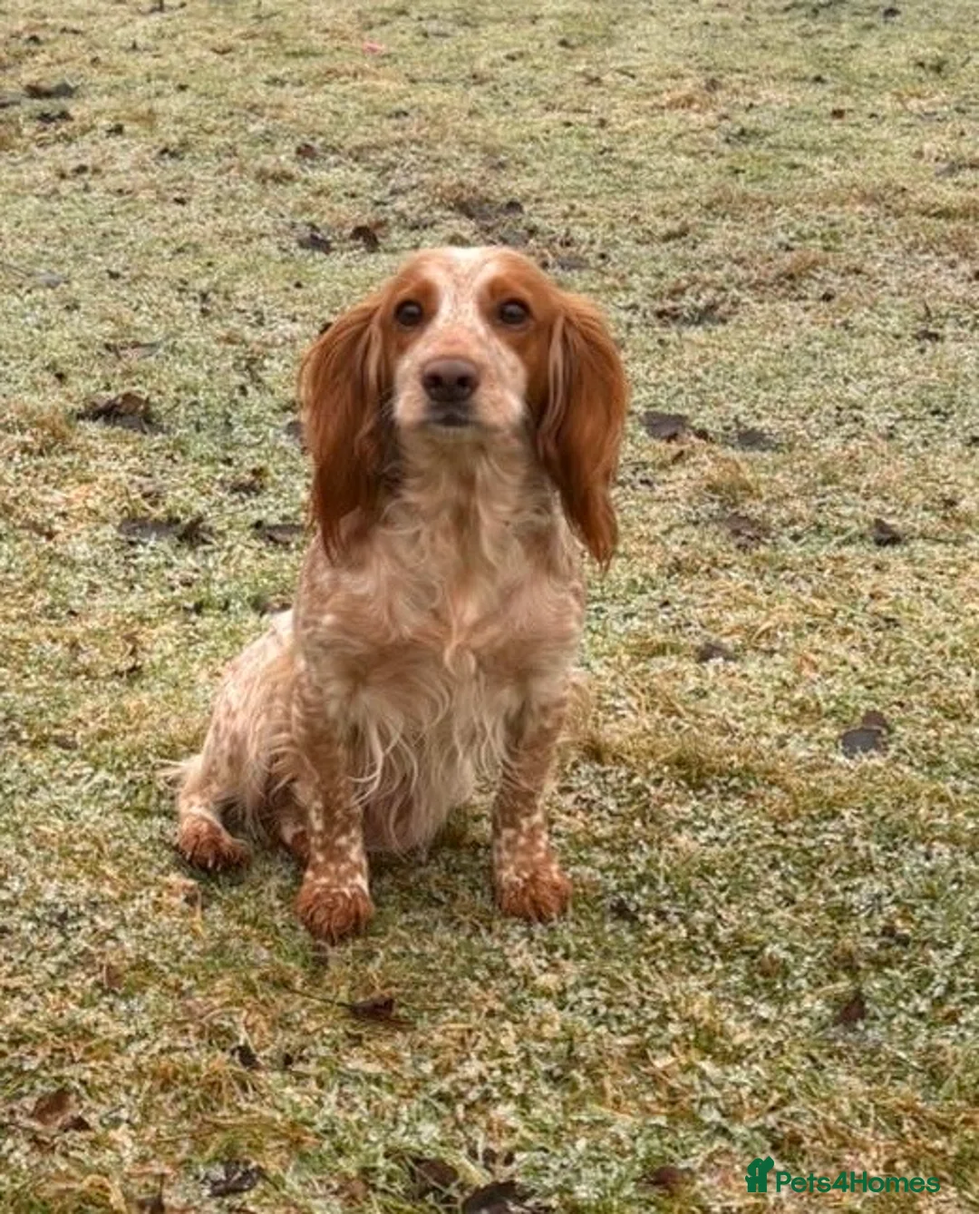 Cocker Spaniel dogs for sale: Quality working Cocker Spaniel puppies - Advert 1