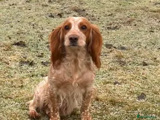 Cocker Spaniel dogs Quality working Cocker Soaniel puppies - Advert 1