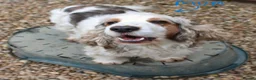 Cocker Spaniel dogs for sale: KC  Registered Show Cocker Spaniels - Advert 4