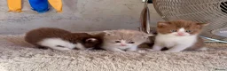 Scottish Fold cats for sale: Pick and mix Scottish fold kittens  - Advert 4