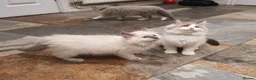 Ragdoll cats for sale: Beautiful GCCF Registered Ragdoll Kittens. - Advert 14