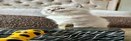 Ragdoll cats for sale: Adorable Ragdolls Babies 🌸🌸🌸 - Advert 16
