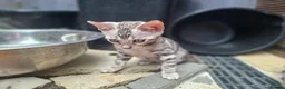 Bengal cats for sale: ❤️ Outstanding TICA Registered Bengal Kittens ❤️ - Advert 34