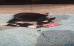 Norwegian Forest Cat cats for sale: Norwegian forest kittens - Image 3