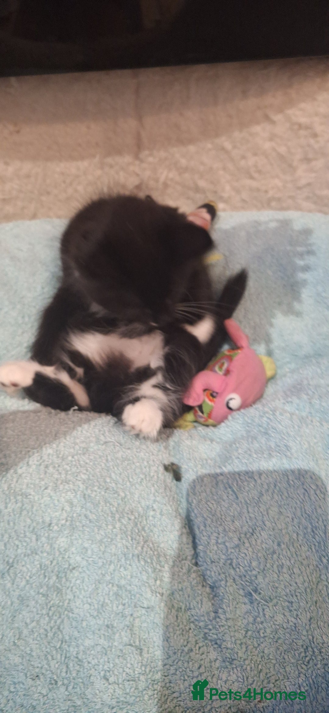 Norwegian Forest Cat cats for sale: Norwegian forest kittens - Image 3