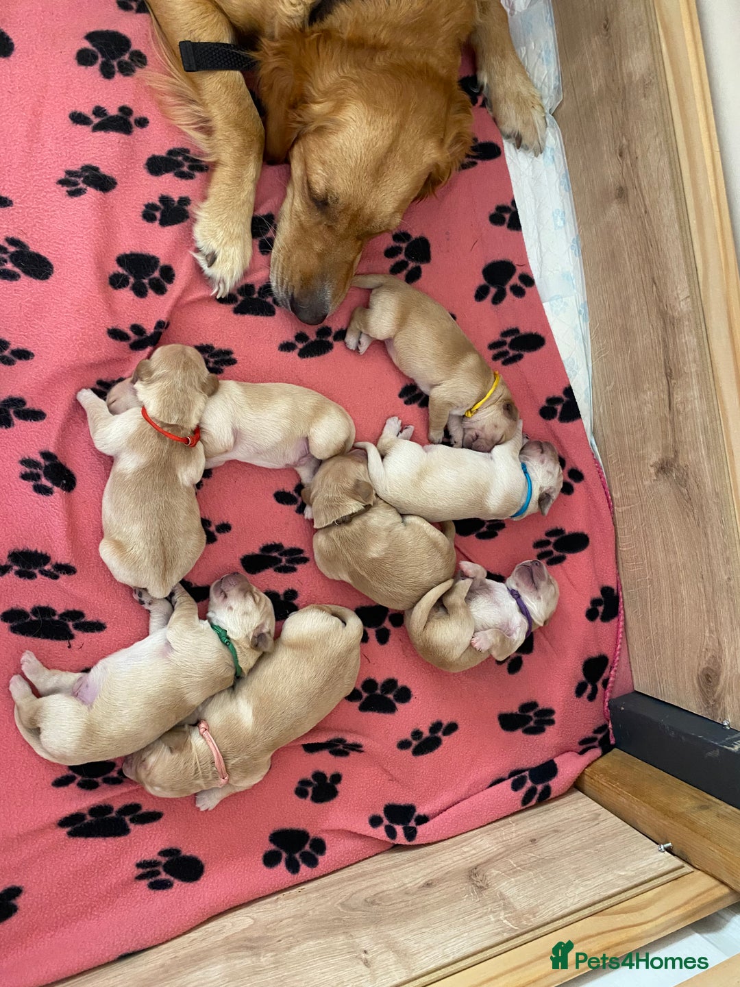 Golden Retriever dogs for sale: 🐾Sweet Golden Retriever Puppies-5 generation KC🐾 - Image 7