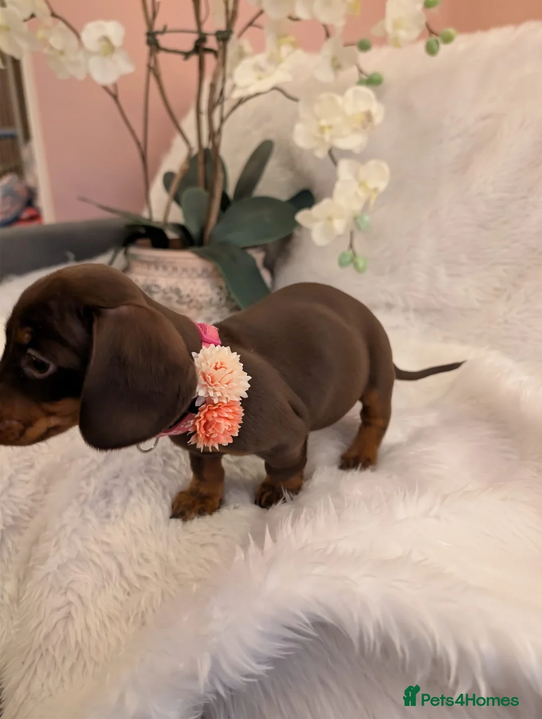 Miniature Dachshund dogs for sale: Miniature Dachshund Ready Now - Advert 24