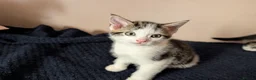 Mixed Breed cats for sale: Beautiful kittens  in Southampton - Advert 24