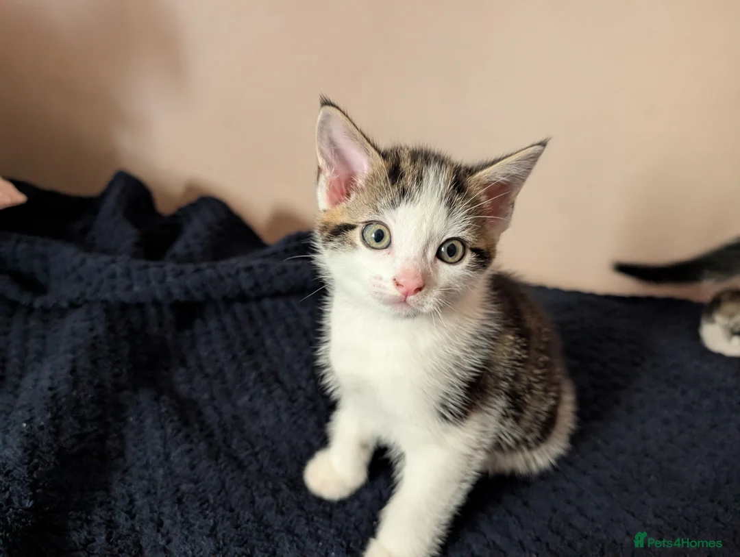 Mixed Breed cats for sale: Beautiful kittens  in Southampton - Advert 24