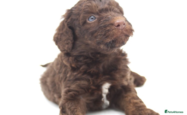 Australian Labradoodle dogs - Advert 11