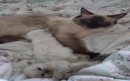 Ragdoll cats for sale: Beautiful Bluey  -unique little fluffy lovelies  - Image 5