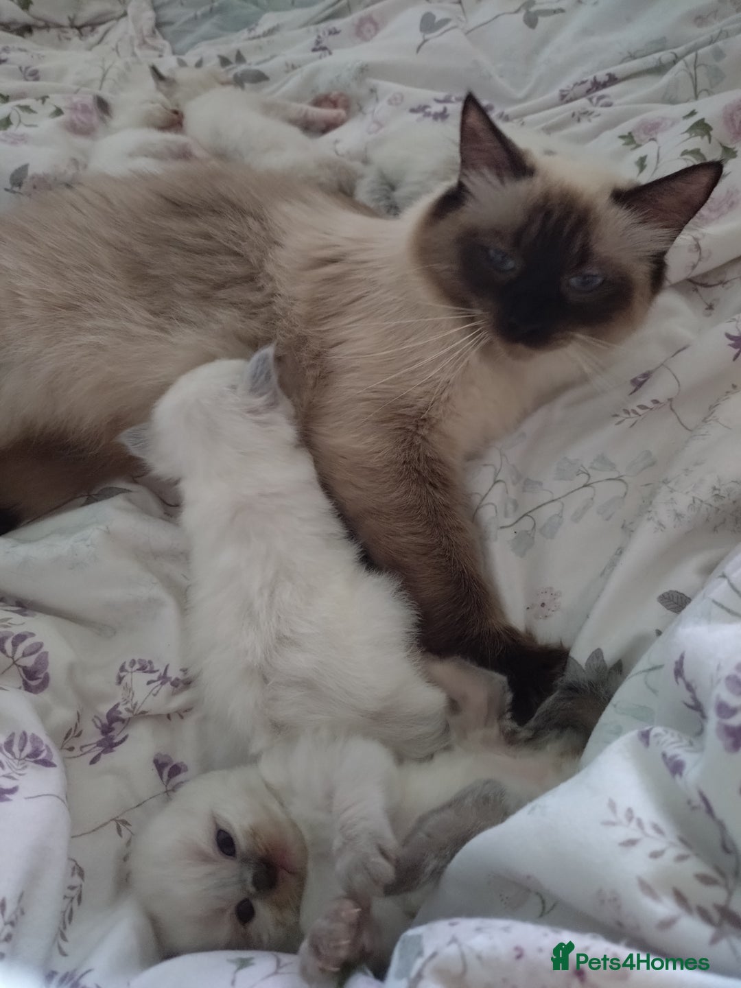 Ragdoll cats for sale: Beautiful Bluey  -unique little fluffy lovelies  - Image 5