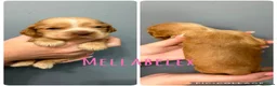 Cocker Spaniel dogs for sale: KC, HEALTH TESTED 5* SHOW COCKER PUPS - Advert 8