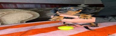 Dachshund Puppy (Tucker)