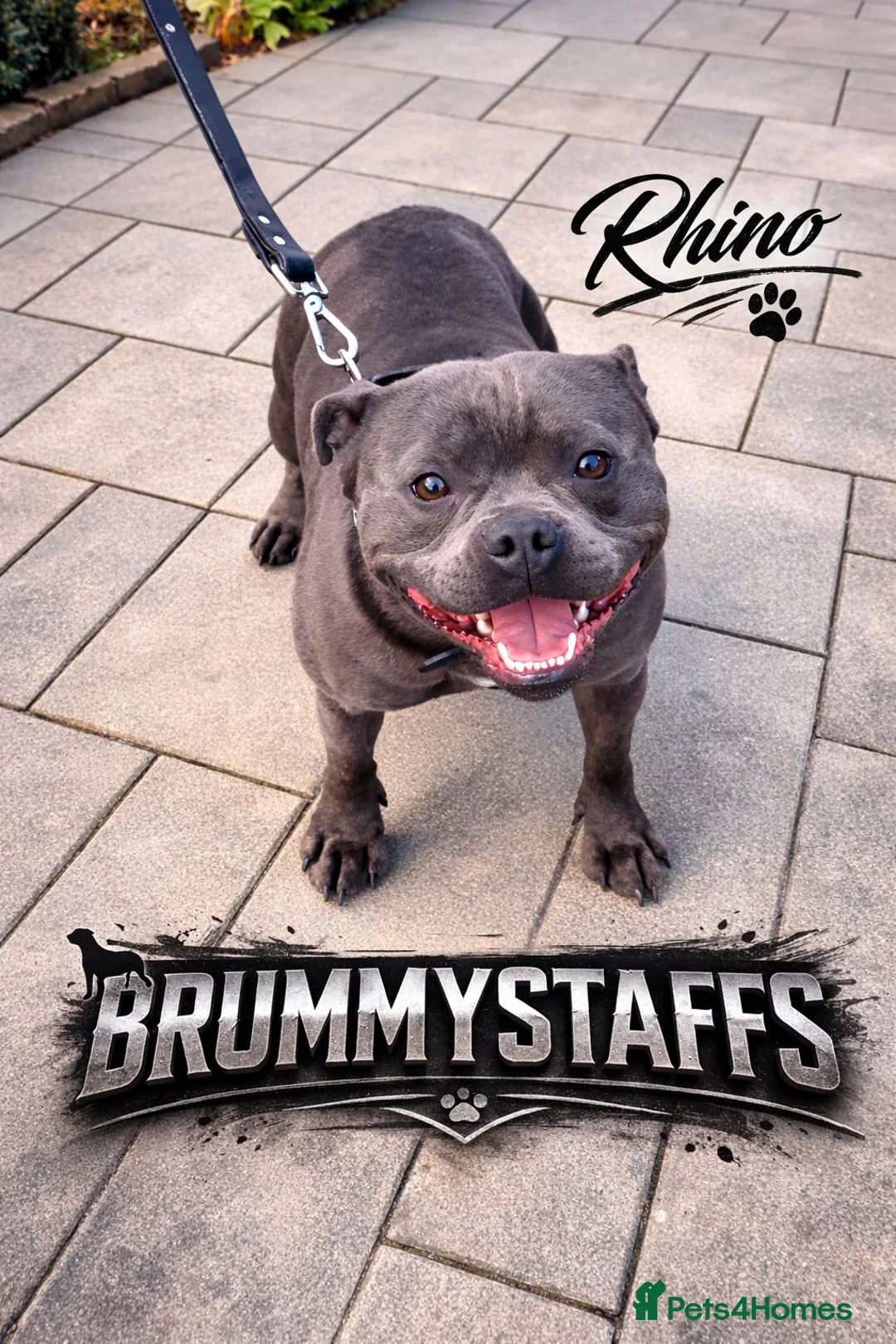 Staffordshire Bull Terrier dogs for stud: BOWSER NOW AVAILABLE FOR STUD  - Advert 3
