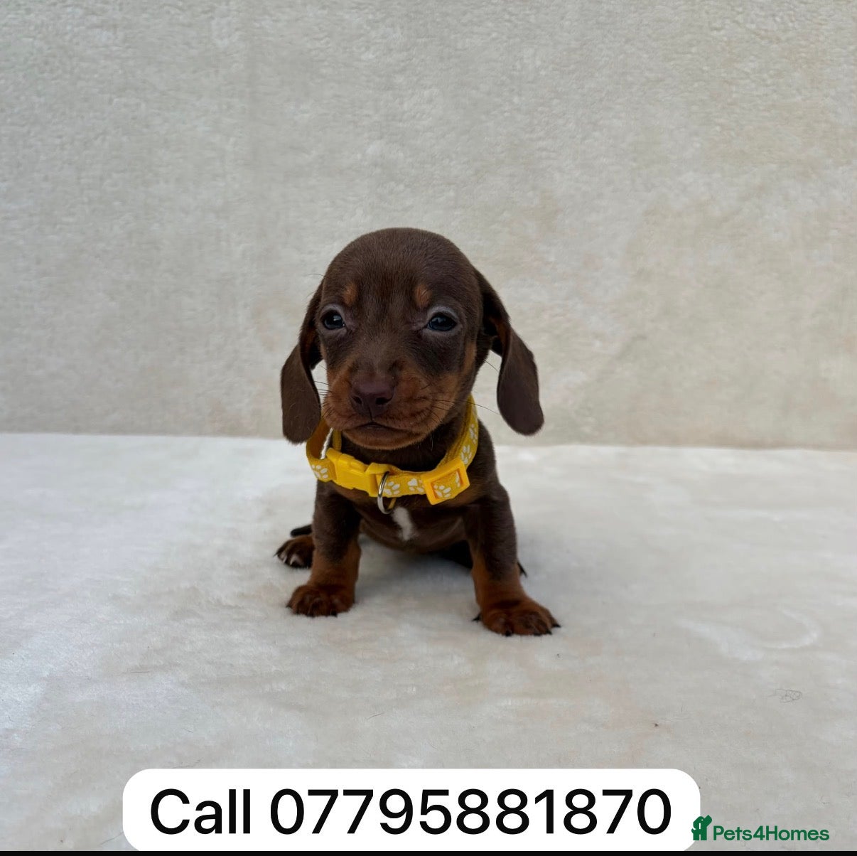Miniature Dachshund dogs Dachshund puppies 3 boys 3 girls  - Advert 2