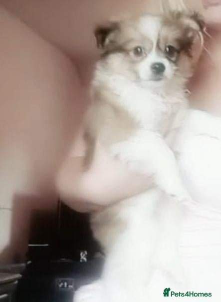 Pomeranian dogs Male Pomeranian Puppy - Advert 2
