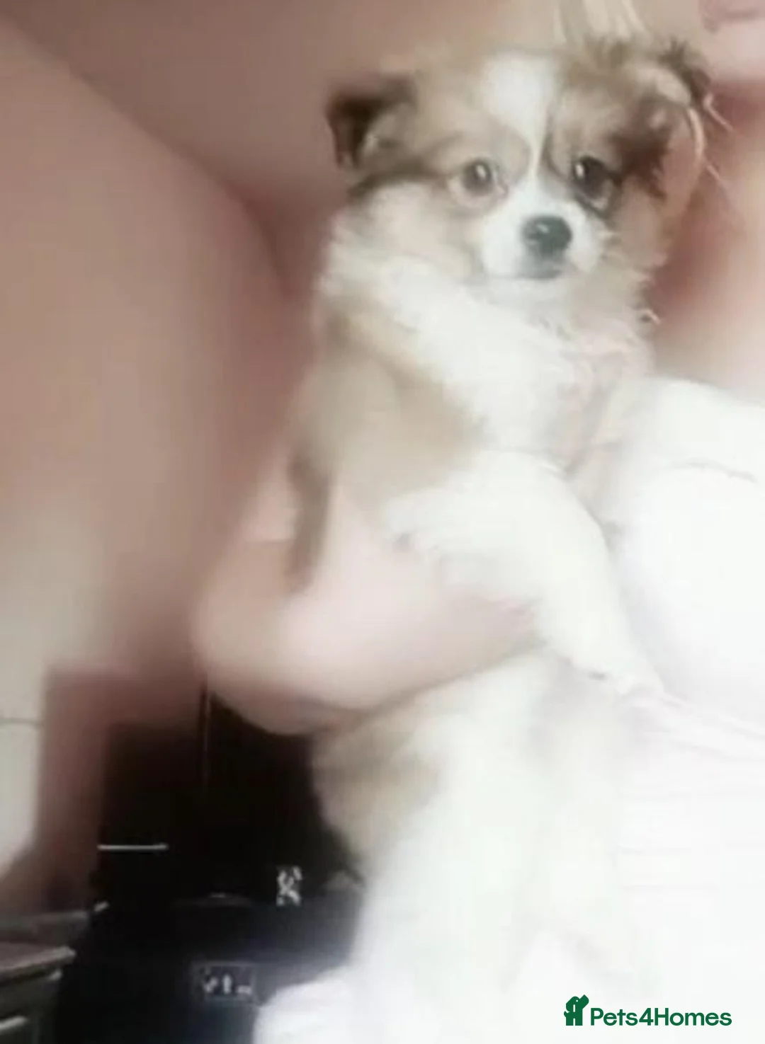 Pomeranian dogs for sale: Male Pomeranian Puppy in Blackpool - Advert 1
