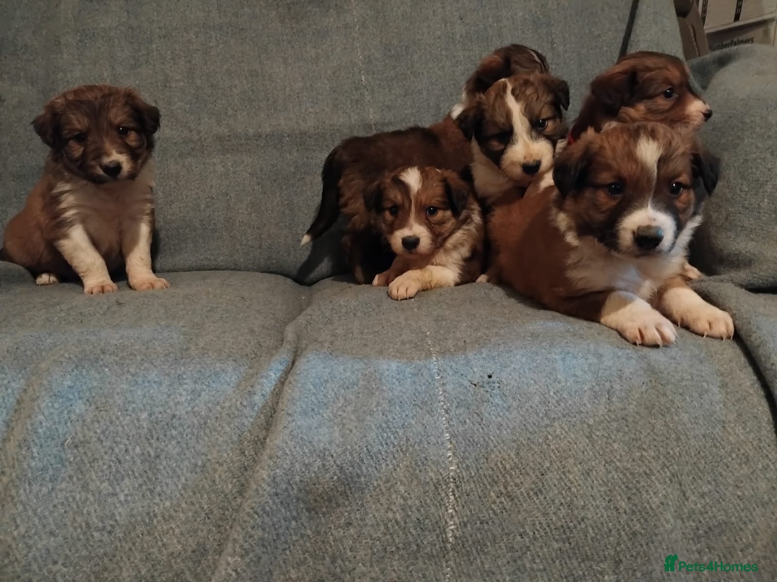 Welsh Collie dogs Pure rare Welsh red/liver/sable sheepdog pups - Advert 2