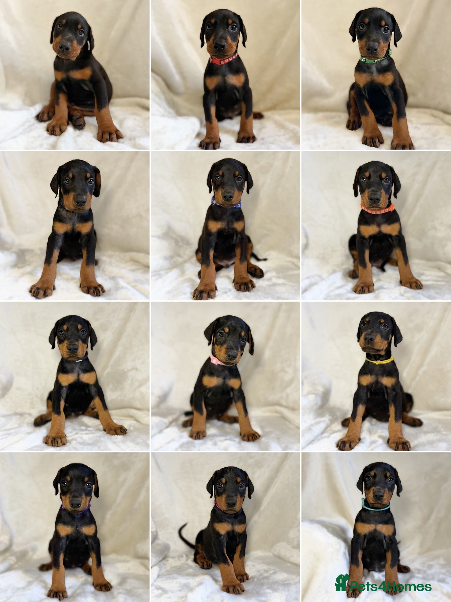 Dobermann dogs Outstanding KC Dobermann Pups🇧🇷 Licensed Breeder - Advert 11