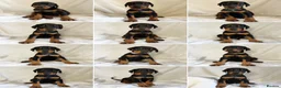 Dobermann dogs for sale: READY NOW- Outstanding KC Dobermann Pups🇧🇷 - Advert 9
