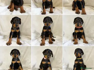 Dobermann dogs Outstanding KC Dobermann Pups🇧🇷 Licensed Breeder - Advert 11