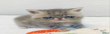 Exotic Kitten 1 Blue Girl