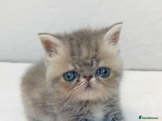 Exotic cats - Advert 1