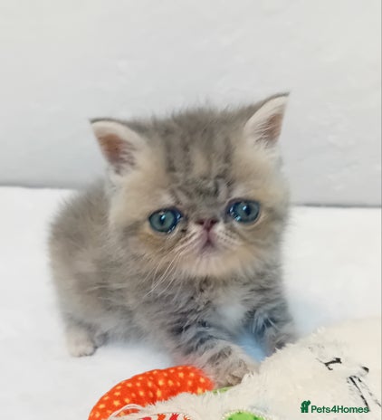 Exotic cats - Advert 2