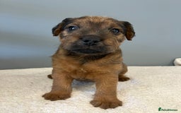 Lakeland Terrier dogs for sale: 5 Gorgeous Lakeland Terriers  - Image 7