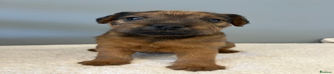 Lakeland Terrier Puppy 4