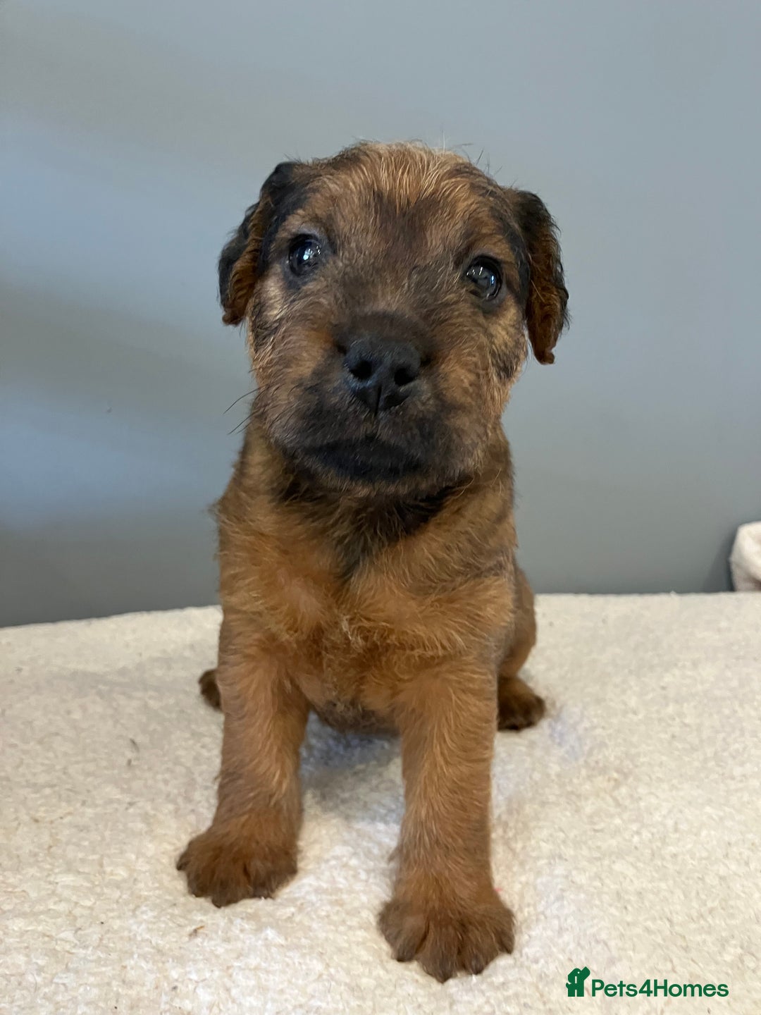 Lakeland Terrier dogs for sale: 5 Gorgeous Lakeland Terriers  - Image 7
