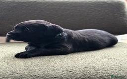 Labrador Retriever dogs for sale: 2 KC Black Lab Male Pups - Image 2