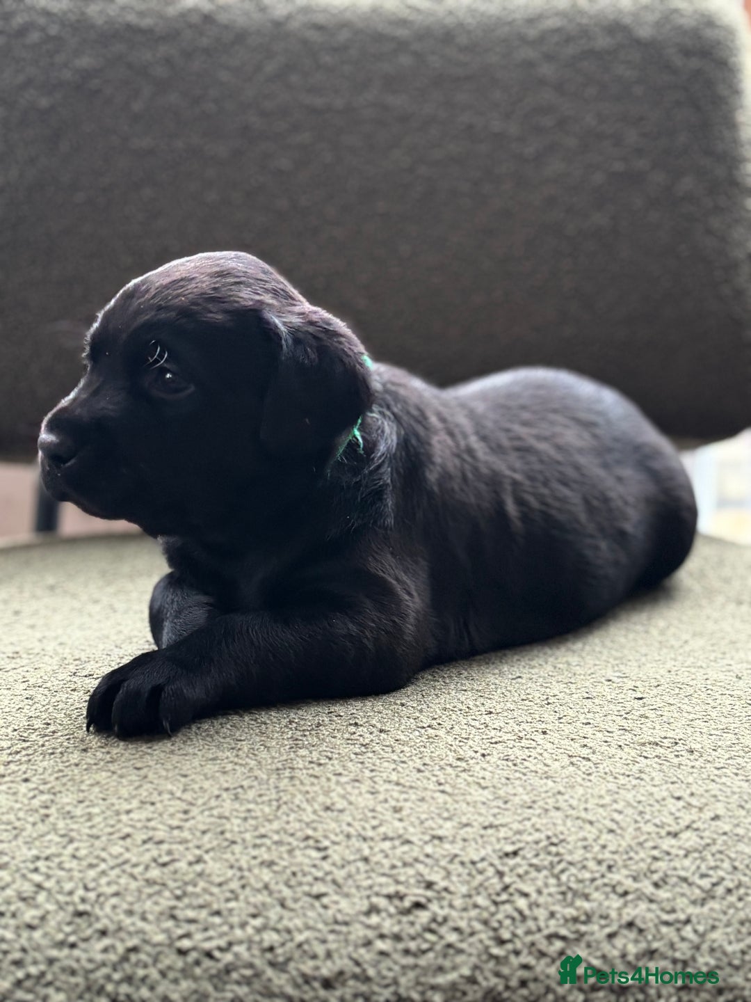 Labrador Retriever dogs for sale: 2 KC Black Lab Male Pups - Image 2