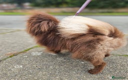 Pomeranian dogs for stud:  Pomeranian For Stud 🤎 in Birkenhead - Image 2