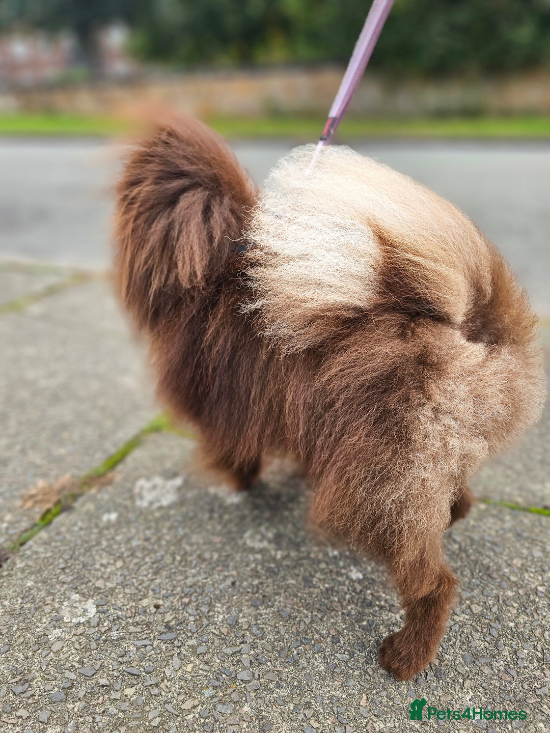 Pomeranian dogs for stud:  Pomeranian For Stud 🤎 in Birkenhead - Image 2