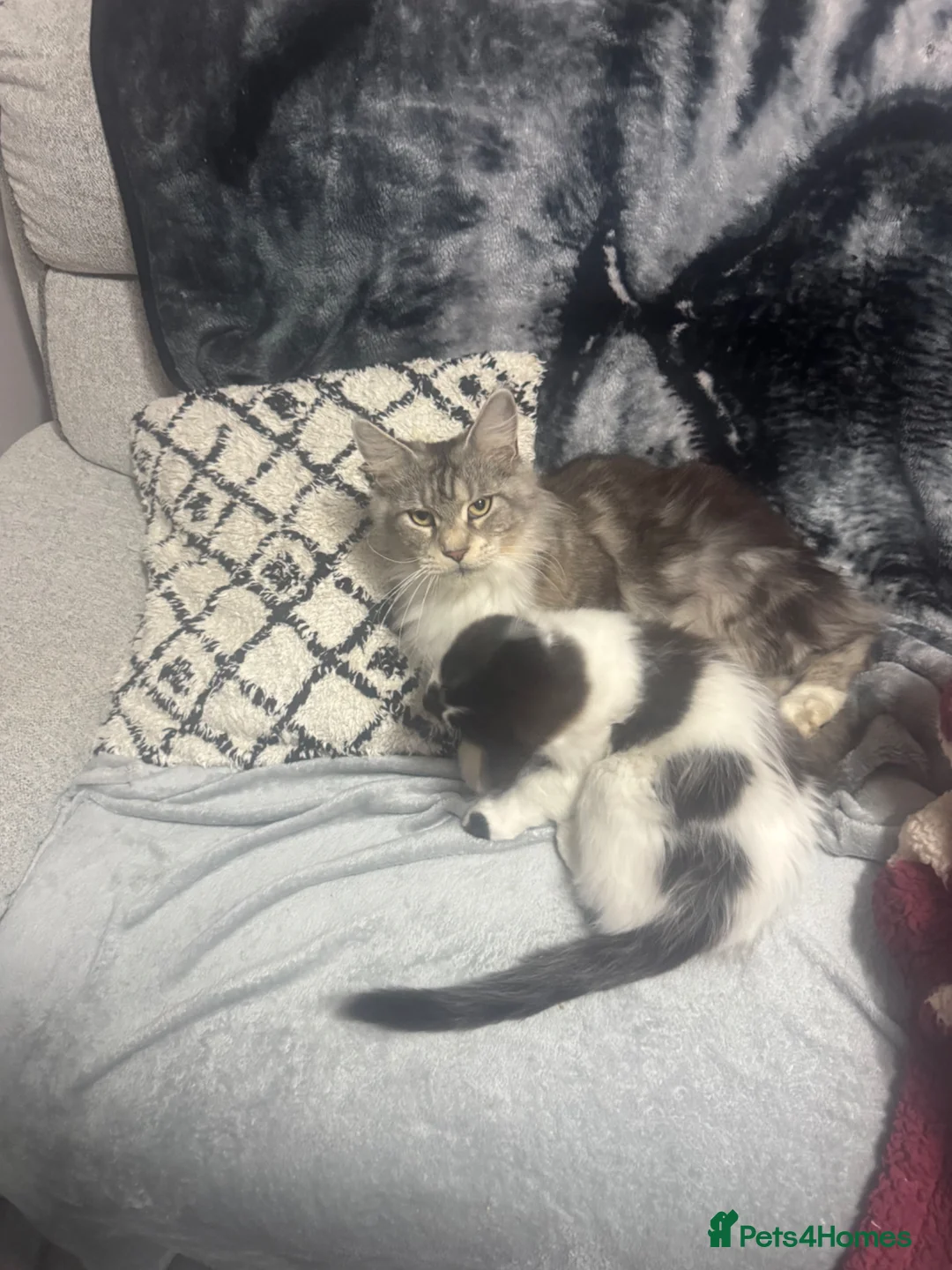 Mixed Breed cats for sale: Half maine coon - Advert 13