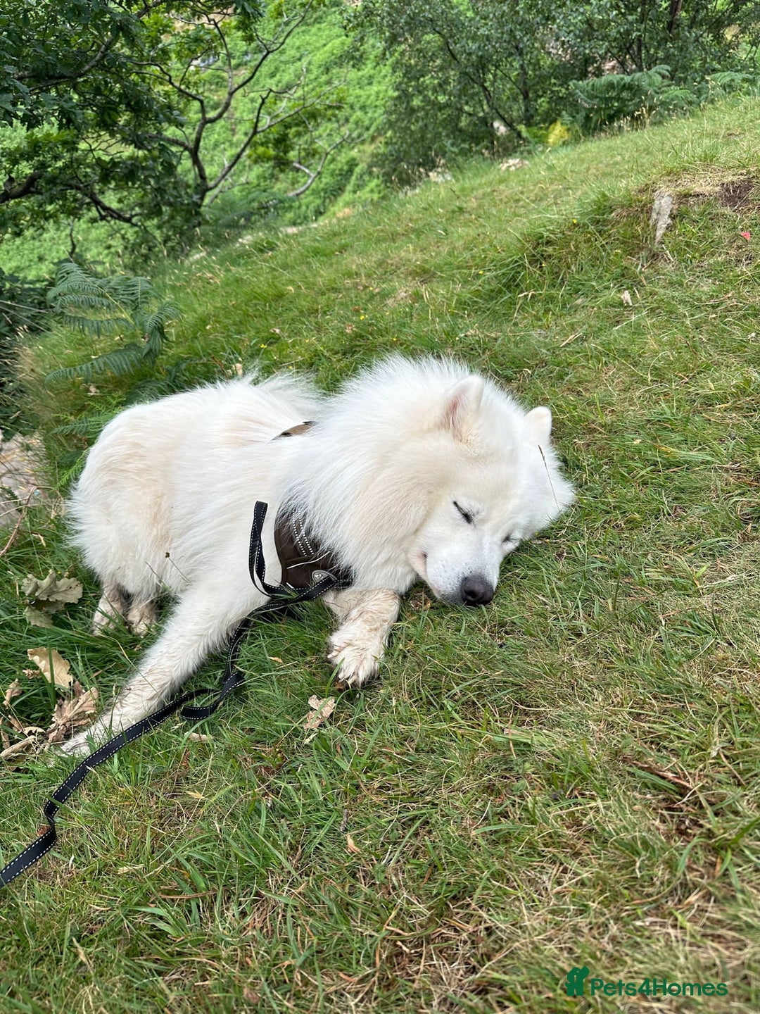 Samoyed dogs for sale: Adorable Samoyed Puppies for Sale!  - Advert 4