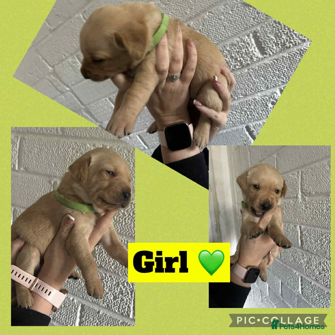 Labrador Retriever dogs for sale: Perfect Labrador Puppies - Image 13