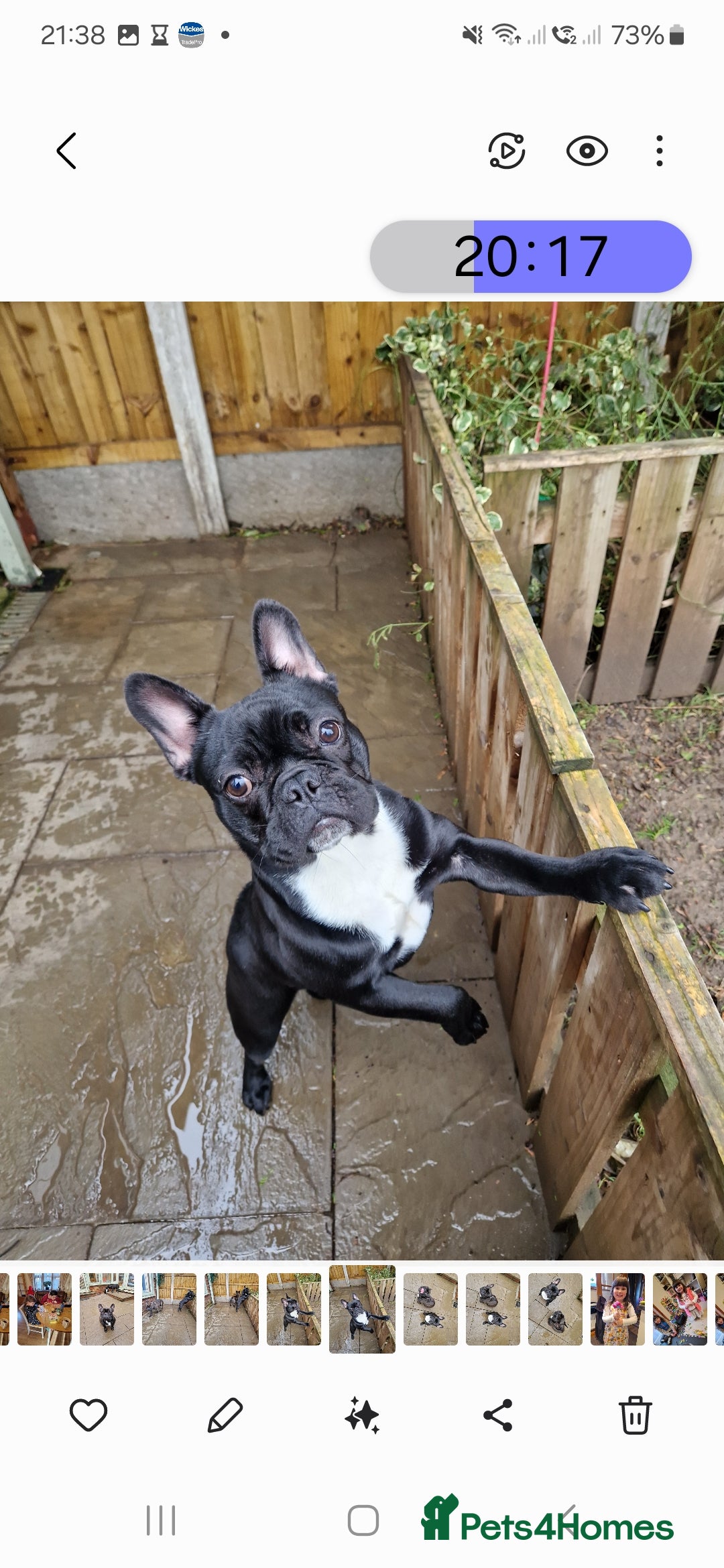French Bulldog dogs for sale: Beautiful French Bulldog,Looking for a Loving Home - Advert 2