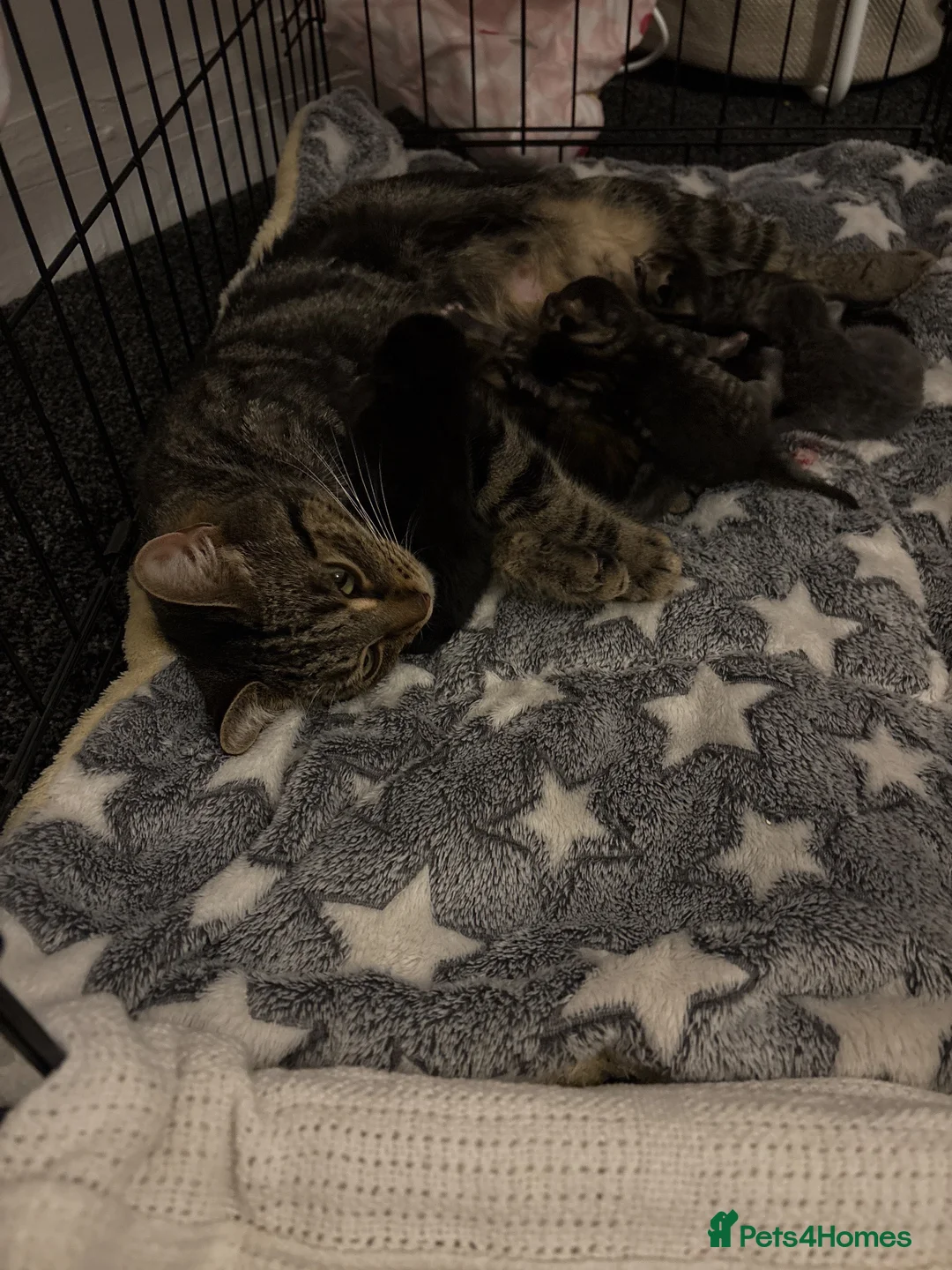 Domestic Shorthair cats for sale: 8 beautiful kittens  in Birmingham - Advert 5